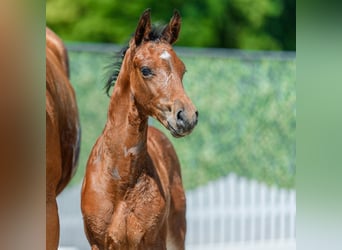 Westphalian, Stallion, Foal (05/2026), Brown