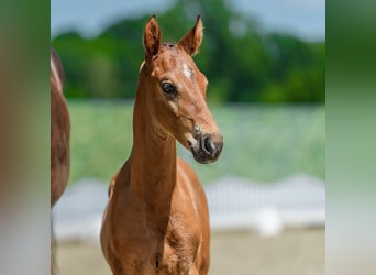Westphalian, Stallion, Foal (05/2026), Brown