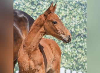 Westphalian, Stallion, , Brown