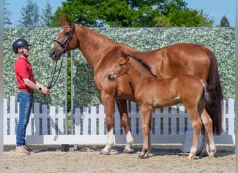 Westphalian, Stallion, , Brown