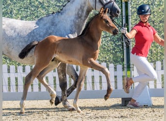 Westphalian, Stallion, Foal (05/2026), Brown