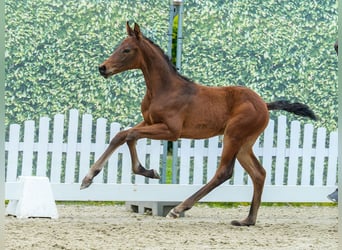 Westphalian, Stallion, Foal (03/2026), Brown