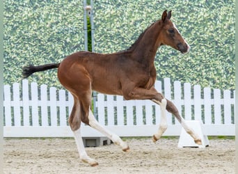 Westphalian, Stallion, Foal (04/2026), Brown