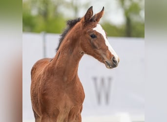 Westphalian, Stallion, Foal (03/2024), Brown