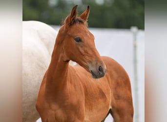 Westphalian, Stallion, Foal (05/2024), Brown