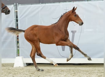 Westphalian, Stallion, Foal (04/2024), Brown