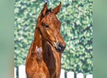 Westphalian, Stallion, Foal (06/2025), Brown