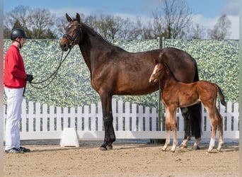 Westphalian, Stallion, Foal (03/2026), Brown