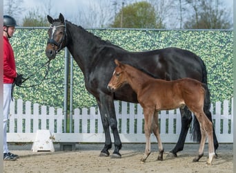 Westphalian, Stallion, Foal (03/2026), Brown