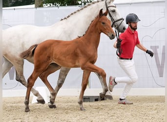 Westphalian, Stallion, Foal (05/2024), Brown