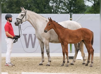 Westphalian, Stallion, Foal (05/2024), Brown