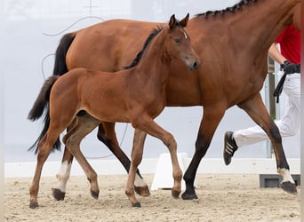 Westphalian, Stallion, Foal (06/2024), Brown