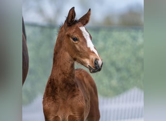 Westphalian, Stallion, Foal (03/2026), Brown