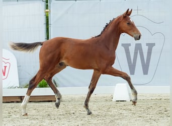 Westphalian, Stallion, Foal (04/2024), Brown