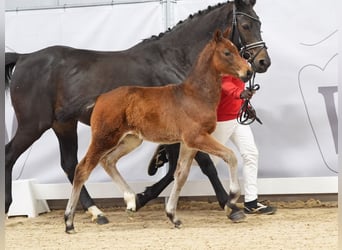Westphalian, Stallion, Foal (01/2024), Brown