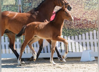Westphalian, Stallion, Foal (02/2026), Brown