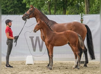 Westphalian, Stallion, Foal (04/2024), Brown