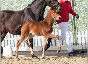 Westphalian, Stallion, Foal (03/2026), Brown