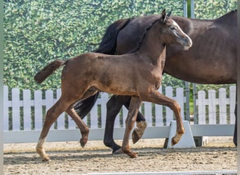 Westphalian, Stallion, Foal (05/2025), Brown