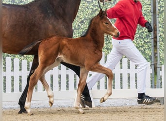 Westphalian, Stallion, Foal (03/2026), Brown