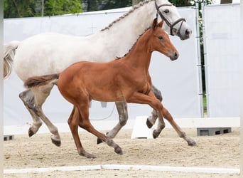 Westphalian, Stallion, Foal (05/2024), Brown