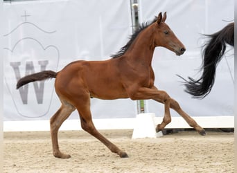 Westphalian, Stallion, Foal (06/2024), Brown