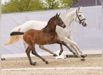 Westphalian, Stallion, Foal (02/2024), Brown