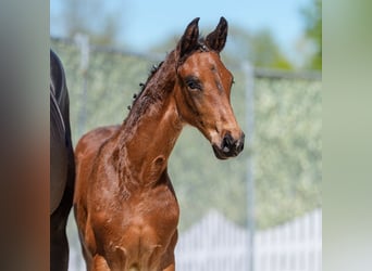 Westphalian, Stallion, Foal (02/2026), Brown