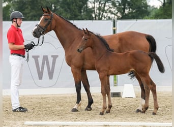 Westphalian, Stallion, Foal (06/2024), Brown