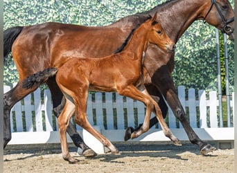 Westphalian, Stallion, Foal (06/2025), Brown