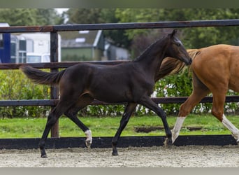 Westphalian, Stallion, Foal (04/2025), Brown