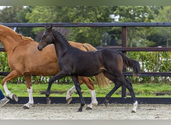 Westphalian, Stallion, Foal (04/2025), Brown