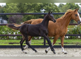 Westphalian, Stallion, Foal (04/2025), Brown