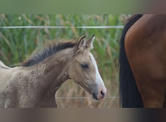 Westphalian, Stallion, Foal (05/2026), Buckskin