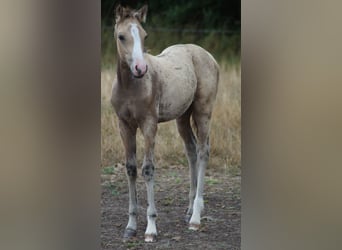 Westphalian, Stallion, Foal (05/2026), Buckskin