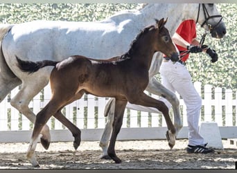 Westphalian, Stallion, Foal (05/2025), Can be white