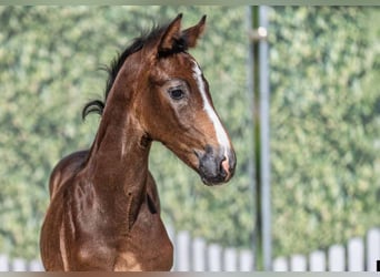 Westphalian, Stallion, Foal (05/2025), Can be white