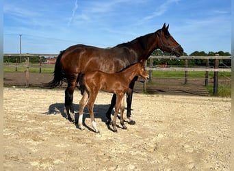 Westphalian, Stallion, Foal (05/2026), Can be white