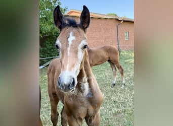 Westphalian, Stallion, Foal (06/2026), Can be white