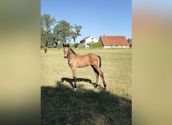 Westphalian, Stallion, Foal (06/2026), Can be white