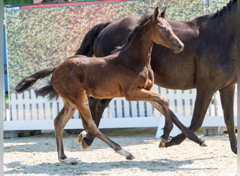 Westphalian, Stallion, Foal (04/2026), Can be white