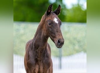 Westphalian, Stallion, Foal (04/2026), Can be white