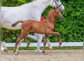 Westphalian, Stallion, Foal (05/2026), Can be white