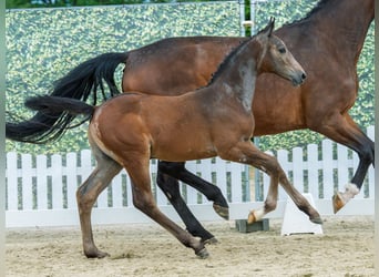 Westphalian, Stallion, Foal (04/2026), Can be white