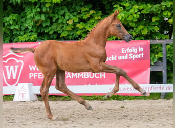 Westphalian, Stallion, Foal (05/2026), Can be white