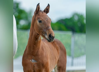 Westphalian, Stallion, Foal (05/2026), Can be white