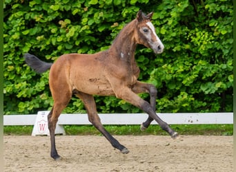 Westphalian, Stallion, Foal (04/2026), Can be white