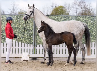 Westphalian, Stallion, Foal (02/2026), Can be white