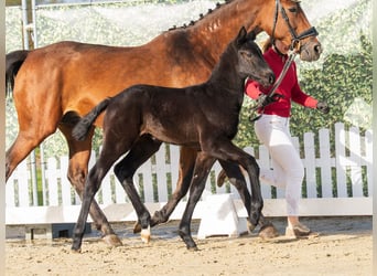 Westphalian, Stallion, Foal (02/2026), Can be white