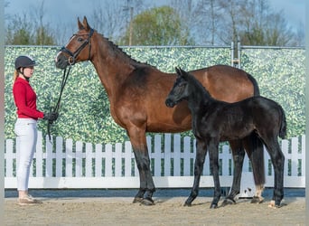 Westphalian, Stallion, Foal (02/2026), Can be white